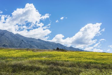 calchaqui Vadisi'nde tucuman, Arjantin