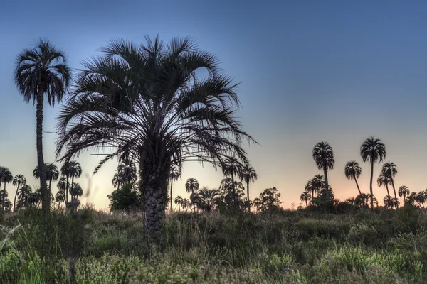 Východ slunce na el palmar národní park, argentina — Stock fotografie