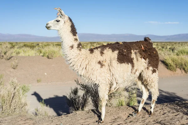 Lama jujuy, Arjantin, salinas grandes içinde. — Stok fotoğraf