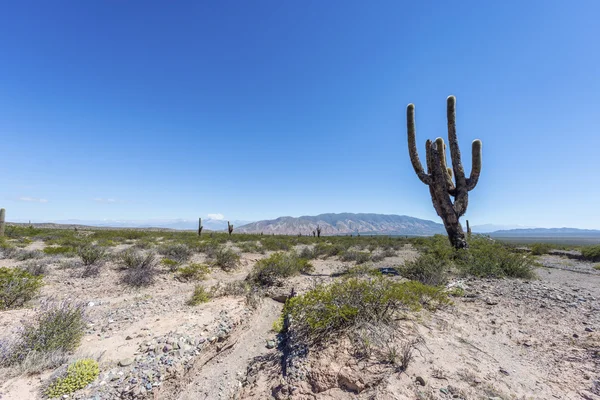 Los Cardones National Park in Salta, Argentina. — Stock Photo, Image