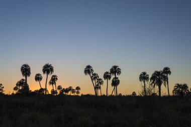 el palmar Milli Parkı, Arjantin Sunrise