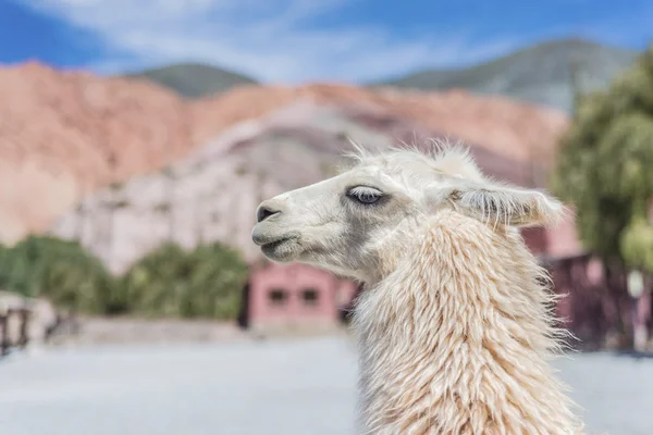 Lama purmamarca, jujuy, Arjantin. — Stok fotoğraf