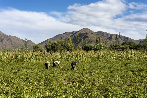 Cachi Adentro em Salta, norte da Argentina — Fotografia de Stock