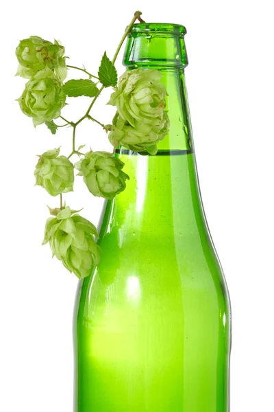 Bottle of beer and branch of hop — Stock Photo, Image