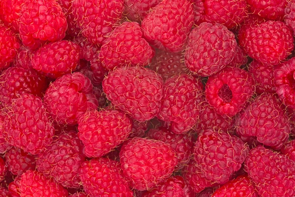 Frambuesas maduras recién recogidas — Foto de Stock