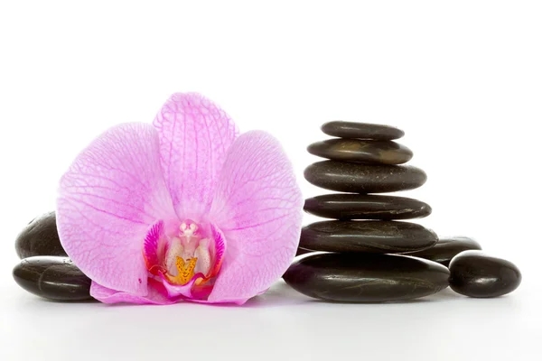 Орхидеи и черные камни — стоковое фото