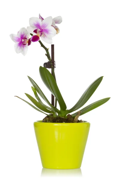 Kleine Orchidee in einem grünen Topf — Stockfoto