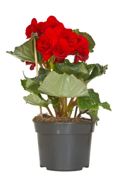 Begonia flower in a pot — Stock Photo, Image