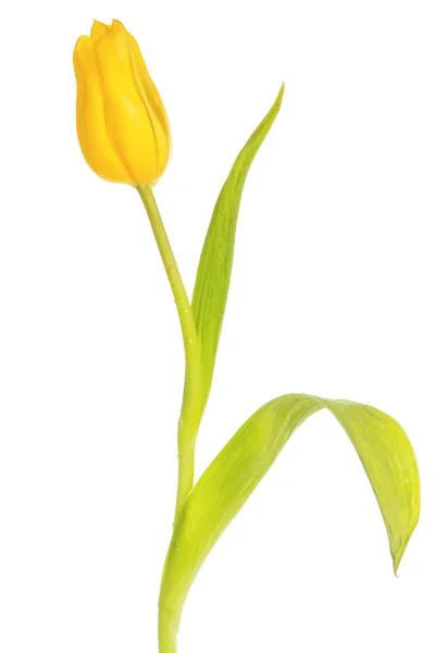 Schöne gelbe Tulpe — Stockfoto