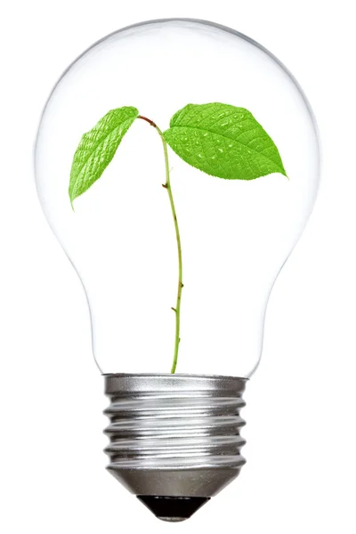 Light bulb with green sprout inside — kuvapankkivalokuva