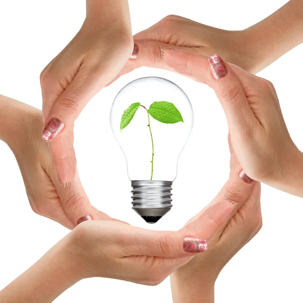 Hands and light bulb with plant inside — Stock Photo, Image