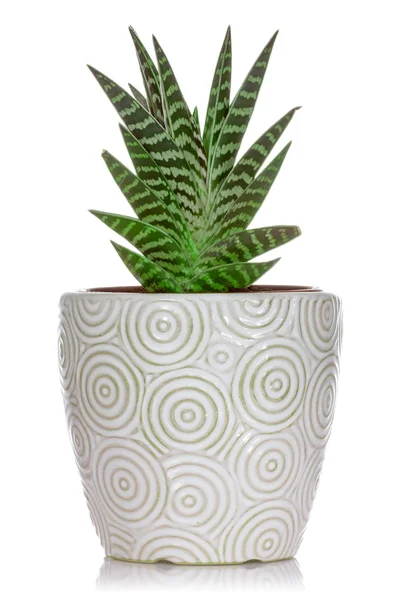 Planta da casa em um vaso de cerâmica — Fotografia de Stock