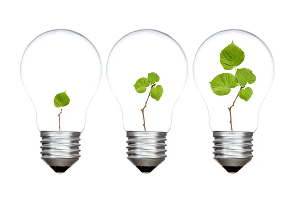 Three light bulbs with green plants inside — Stock Photo, Image