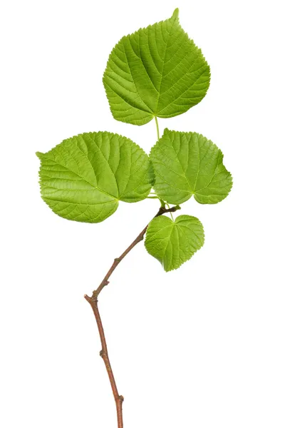 Rama de árbol sobre fondo blanco — Foto de Stock