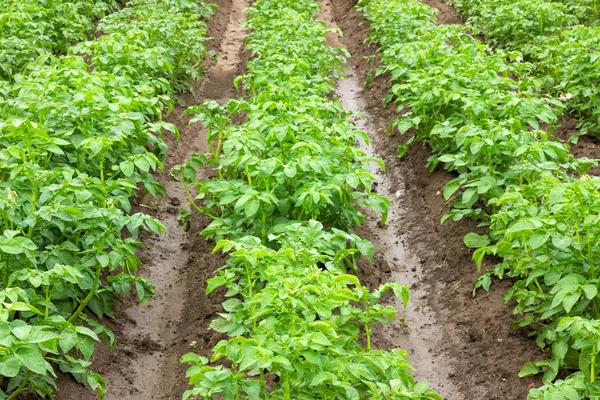 Potato fields Royalty Free Stock Images