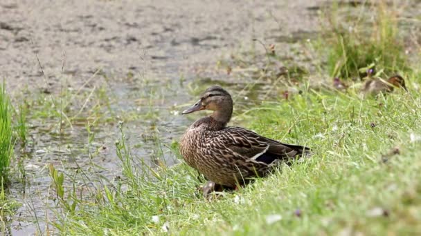 Wild duck with ducklings resting — Stock Video