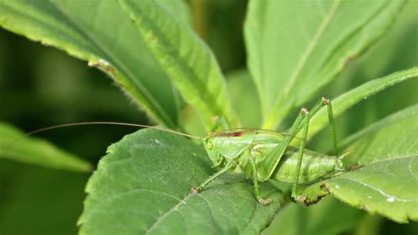 Green grasshoper — Stock Video