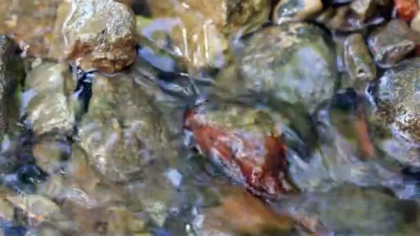 Wasser fließt über Steine auf flachem Flussbett — Stockvideo