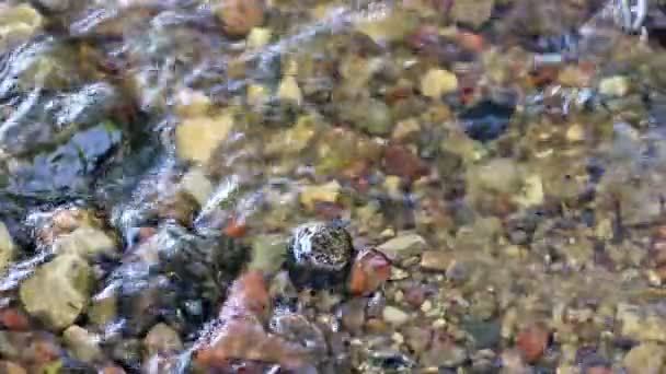 Flujo de agua del río poco profundo — Vídeos de Stock