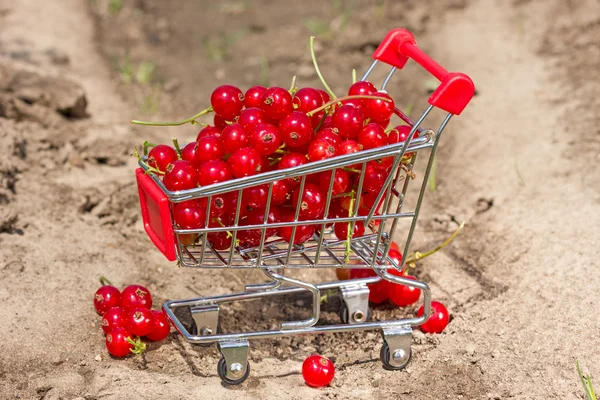 Rote Johannisbeere in einem Warenkorb — Stockfoto