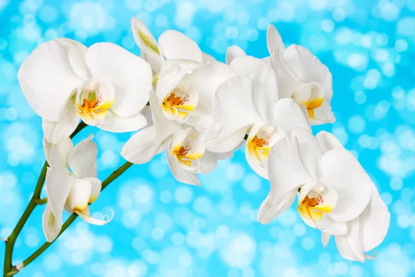 Орхидея на синем фоне — стоковое фото