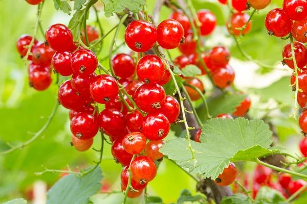 Rote Johannisbeeren reif für die Ernte — Stockfoto