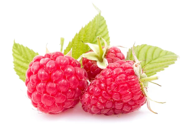 Reife Himbeeren mit Blättern — Stockfoto