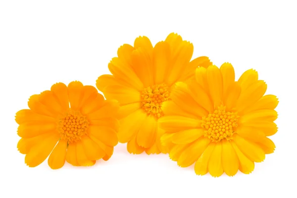 Daisy gerbera flowers isolated on white — Stock Photo, Image