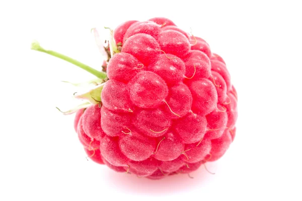 Gros plan sur la framboise mûre — Photo