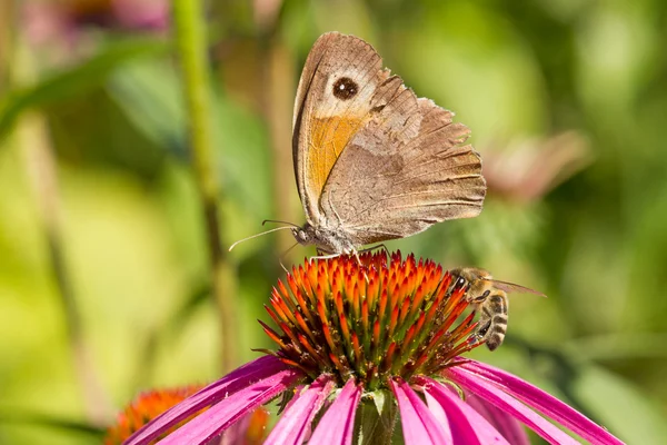 蝶と蜂 — ストック写真