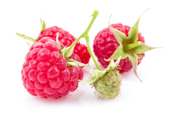 Himbeeren — Stockfoto