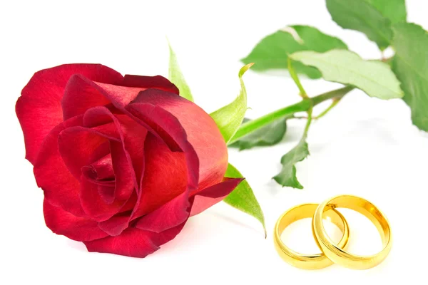 Red rose and wedding rings — Stock Photo, Image