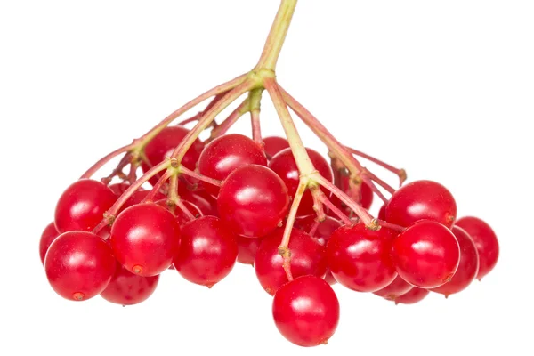 Bunch of red wild berries — Stock Photo, Image