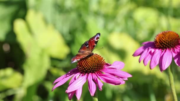 Butterfly feeding on the flower — Stock Video