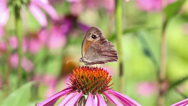 Mariposa y abeja — Vídeos de Stock