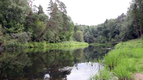Yeşil bir ormandaki nehir Stok Video