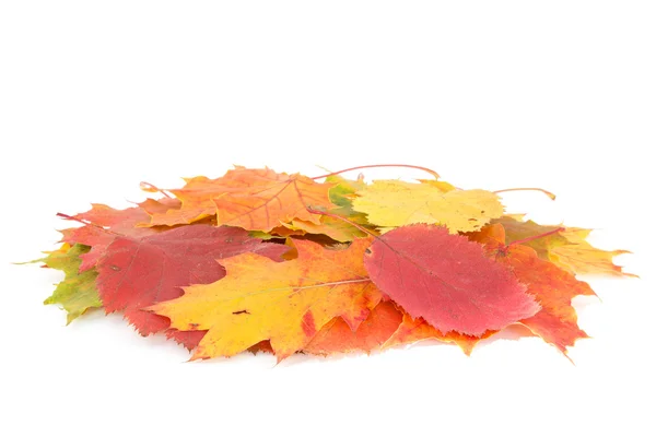 Dry leaves pile — Stock Photo, Image