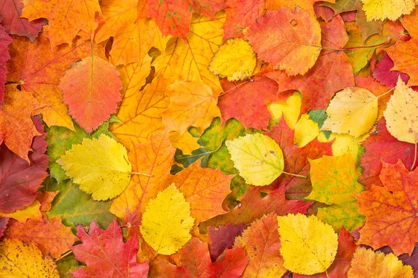 Sfondo fatto di foglie cadute autunno — Foto Stock