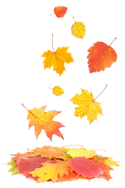 Autumn falling leaves — Stock Photo, Image