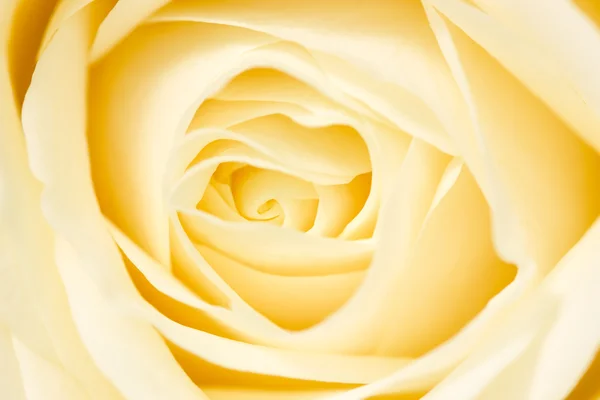美しい黄色のバラの花びら — ストック写真