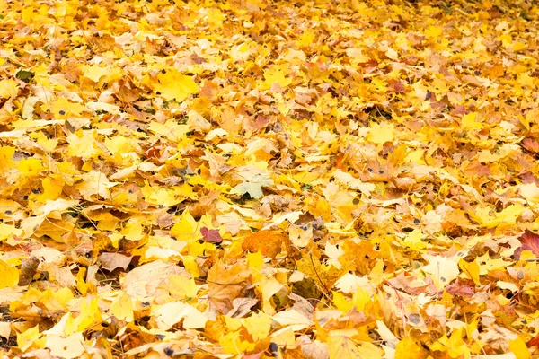 落とされた葉は秋のカーペット — ストック写真