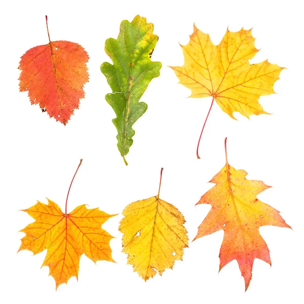 Collection of beautiful colourful autumn leaves — Stock Photo, Image