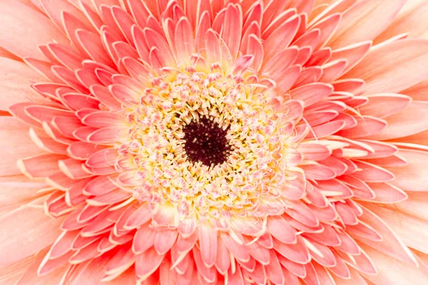 Makro-Aufnahme von Rosa gerbera — Stockfoto