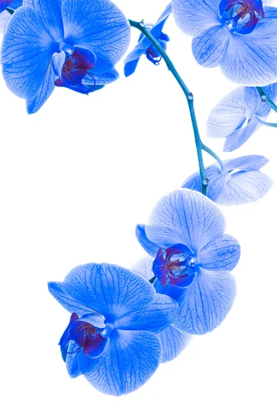 Синяя орхидея на белом фоне — стоковое фото