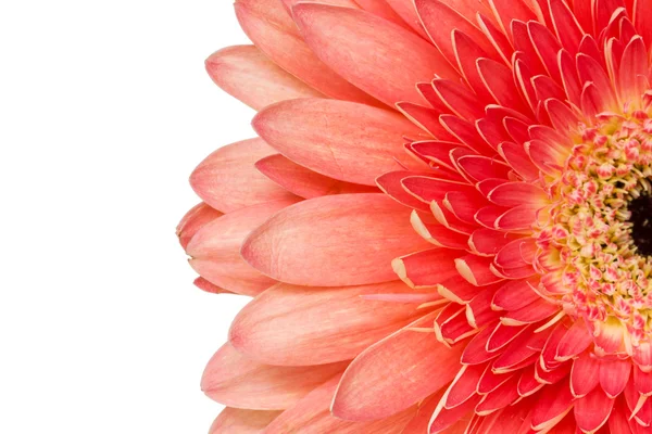 Gerbera avec copie-espace fond blanc — Photo