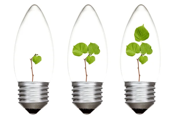 Plants growing inside the light bulbs — Stock Photo, Image