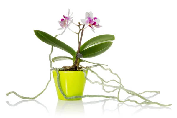 Little orchid — Stock Photo, Image