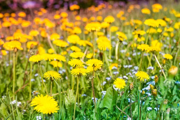 Feld der Frühlingsblumen — Stockfoto