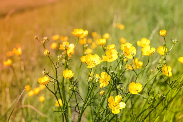 夏の花の花 — ストック写真