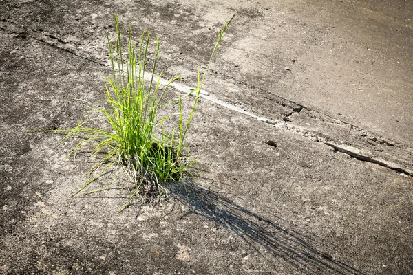 Gras wächst in Beton — Stockfoto